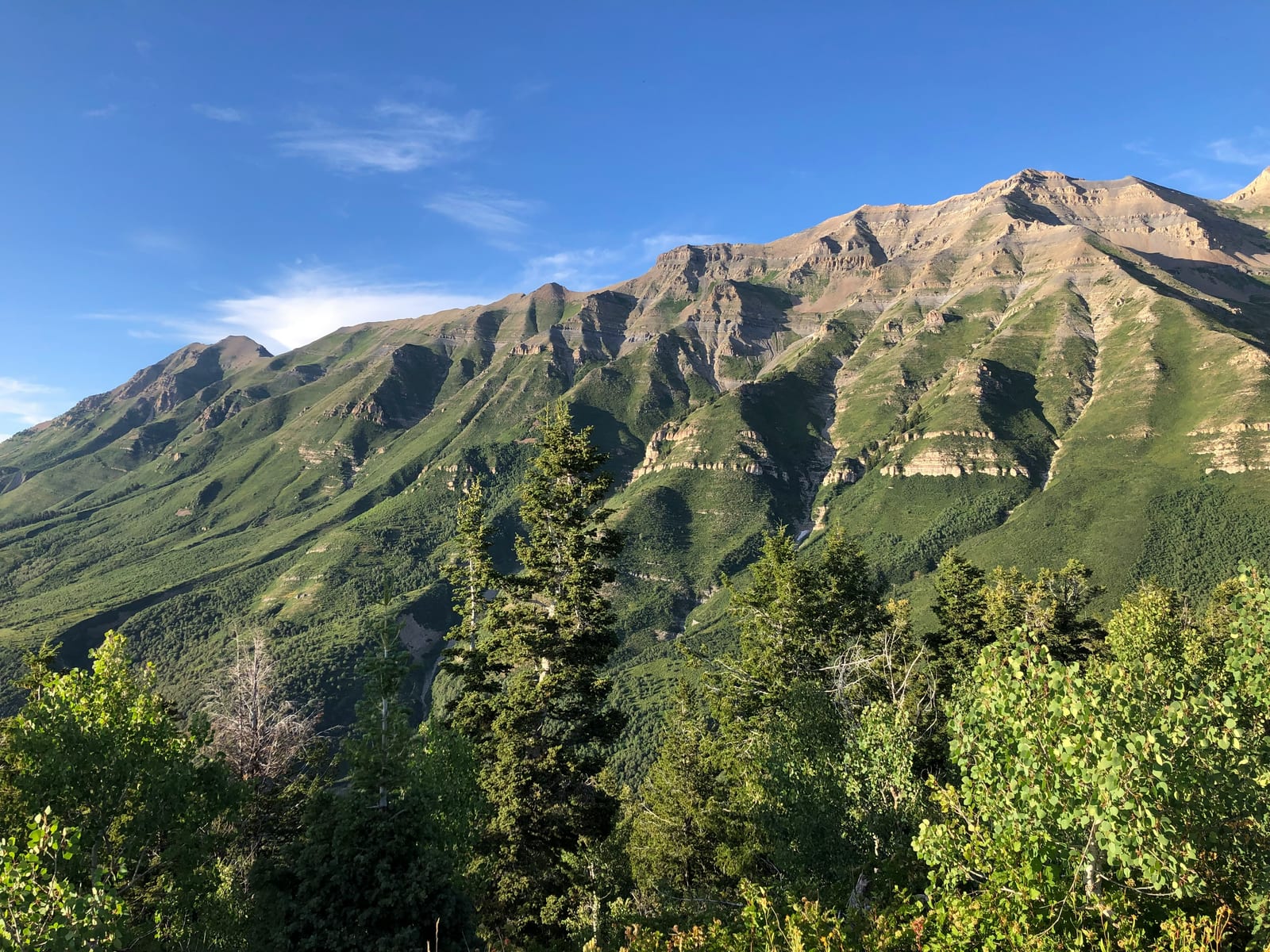Green slopes of Mount Timpanogos with pine trees beneath a clear blue sky